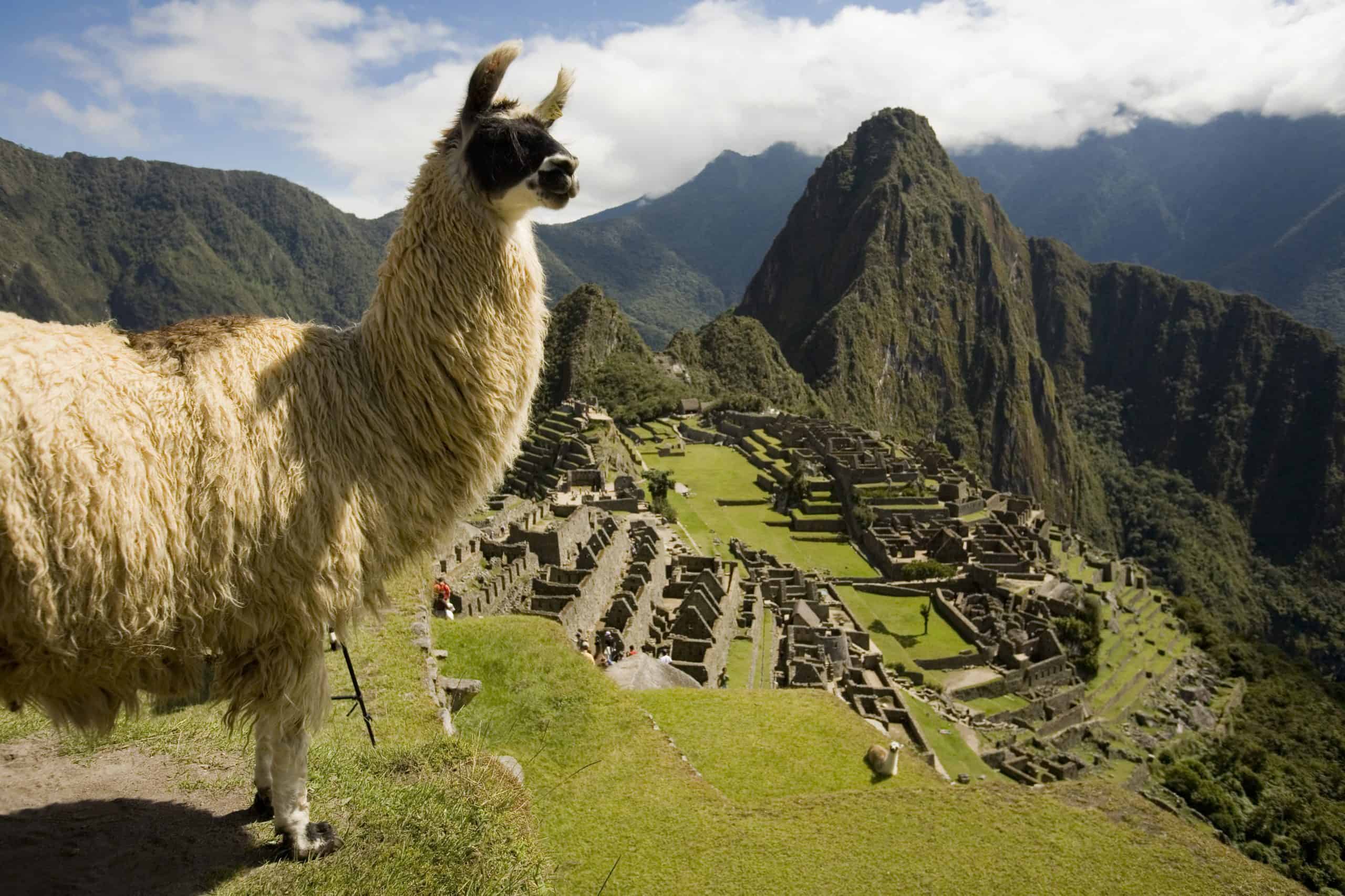 Llama en la ciudadela de Machu Picchu.